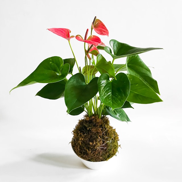 KOKEDAMA - Anthurium