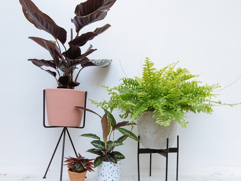 Plants for relieving stress and anxiety