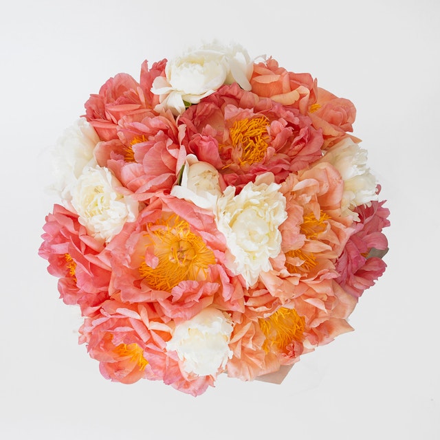White & Coral Peonies