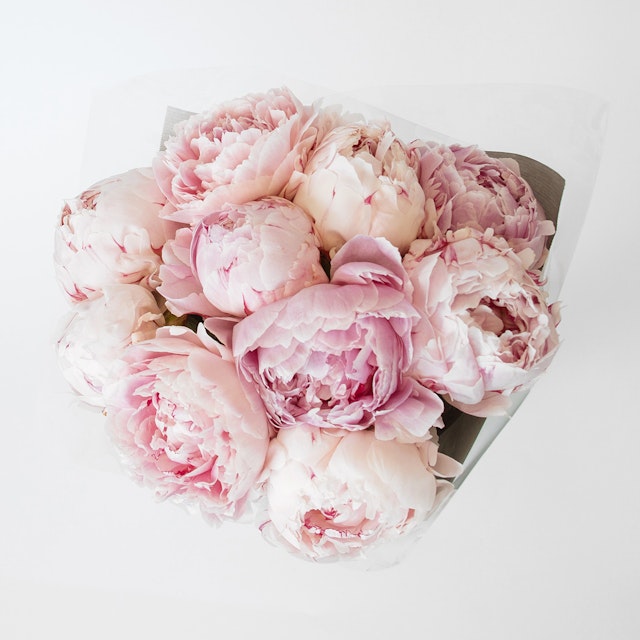 Blush Peonies