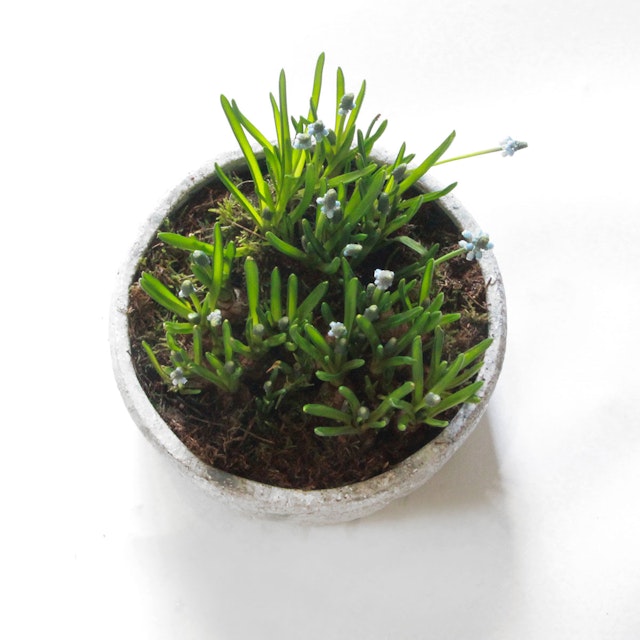 Muscri Large Planter