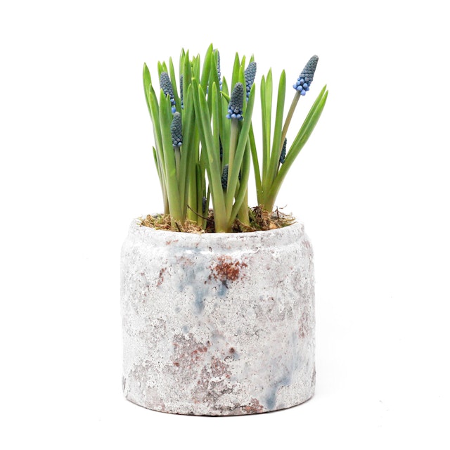 Muscari Pot