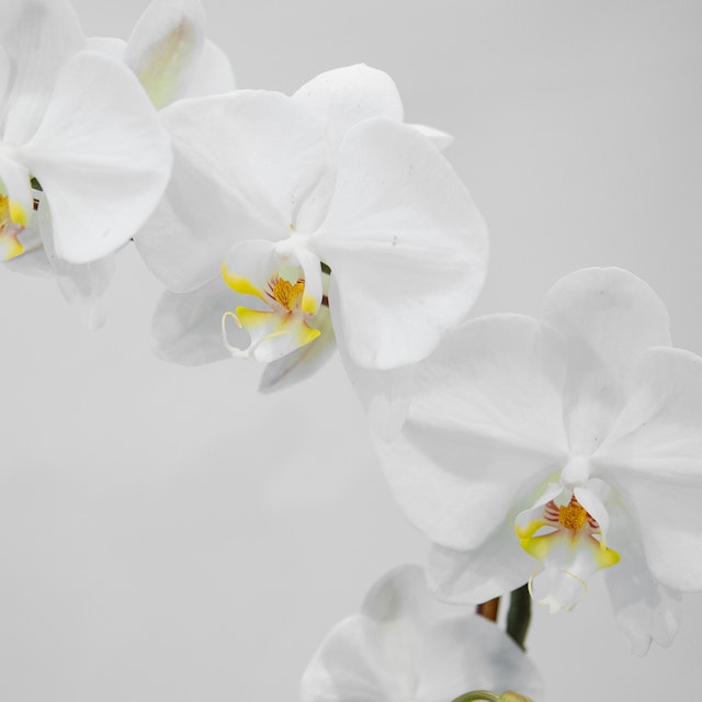 White Phalaenopsis