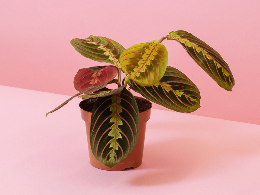 3 ways houseplants can help you sleep better