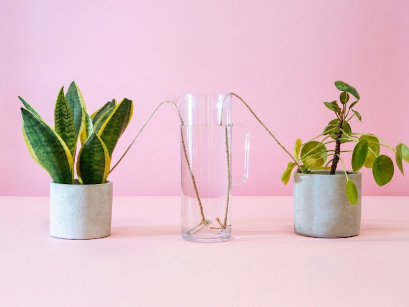 Keep your plants alive over Christmas