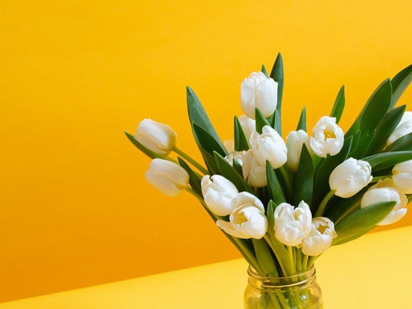 Tulip meaning and symbolism