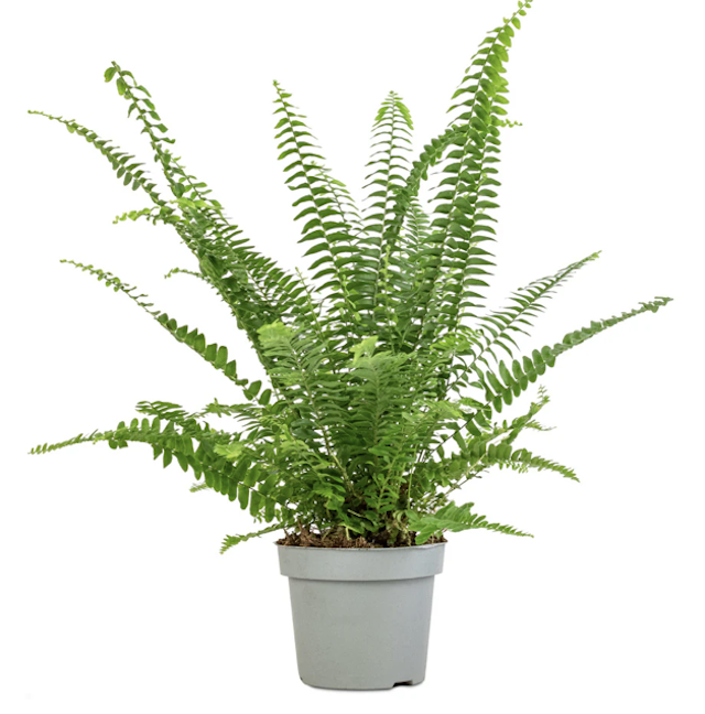 Boston Fern M