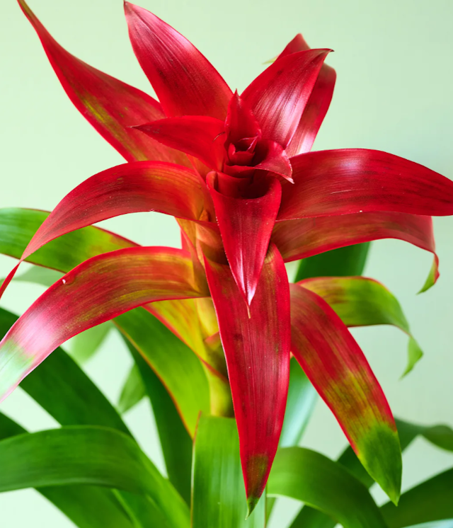 Bromeliad
